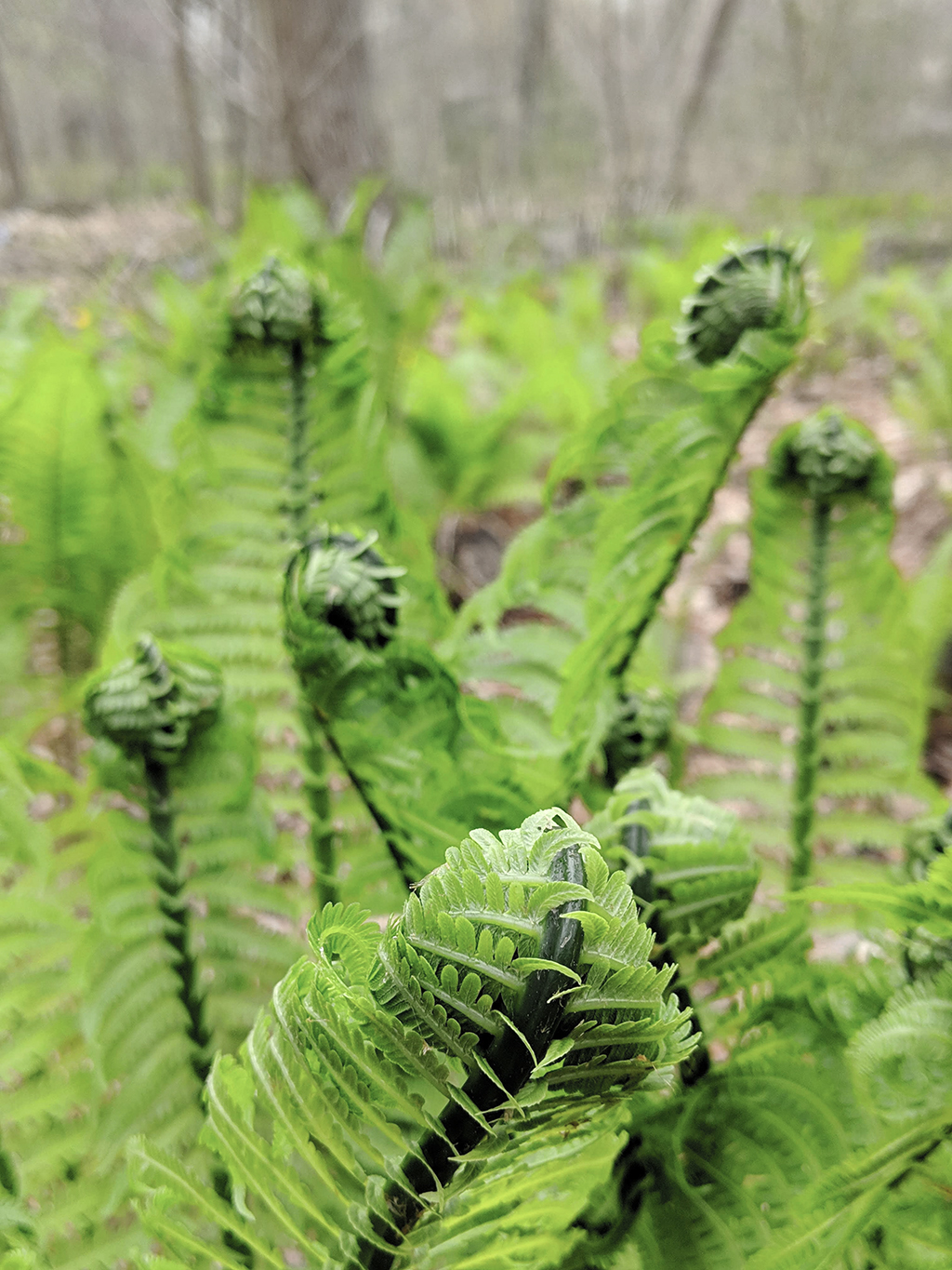 Unraveling Fern