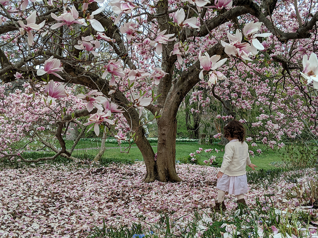 Girl walking through blooms